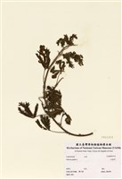 藏品(含羞草)的圖片